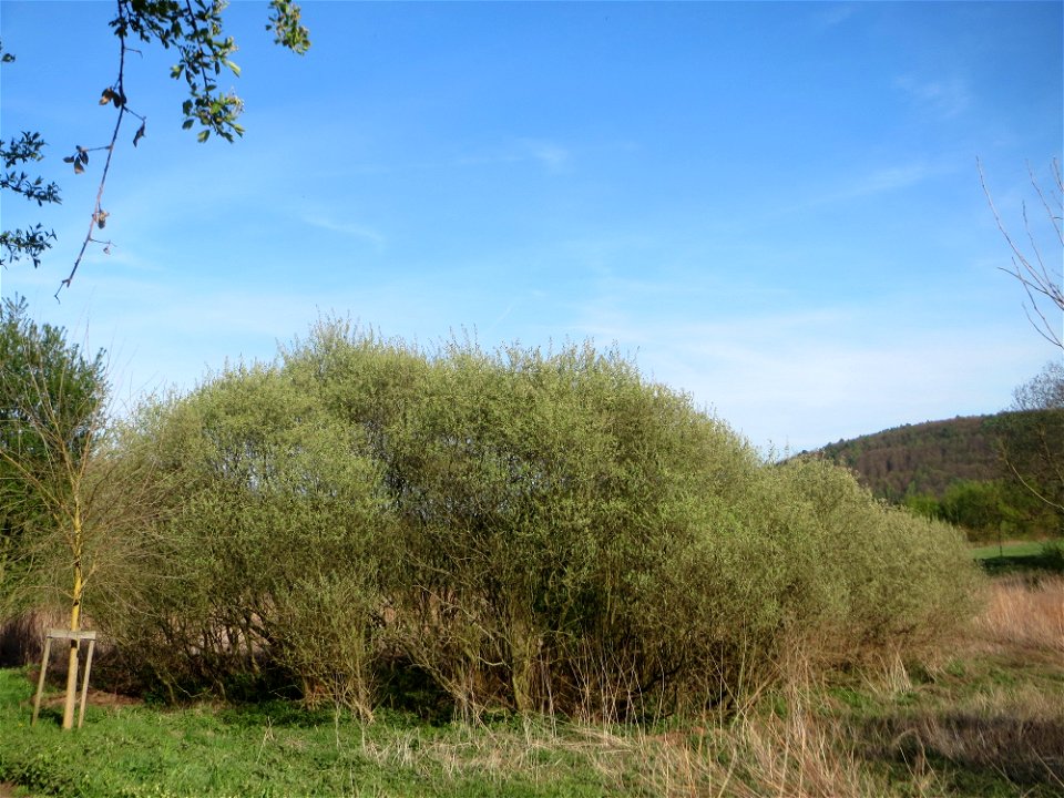 Asch-Weide (Salix cinerea) im Landschaftsschutzgebiet „Tabakmühlental - Oberster Weiher“ im Almet in Sankt Arnual - charakteristisch ist der kuppelförmige Wuchs