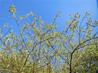 Asch-Weide (Salix cinerea) im Landschaftsschutzgebiet „Tabakmühlental - Oberster Weiher“ im Almet in Sankt Arnual - charakteristisch ist der kuppelförmige Wuchs