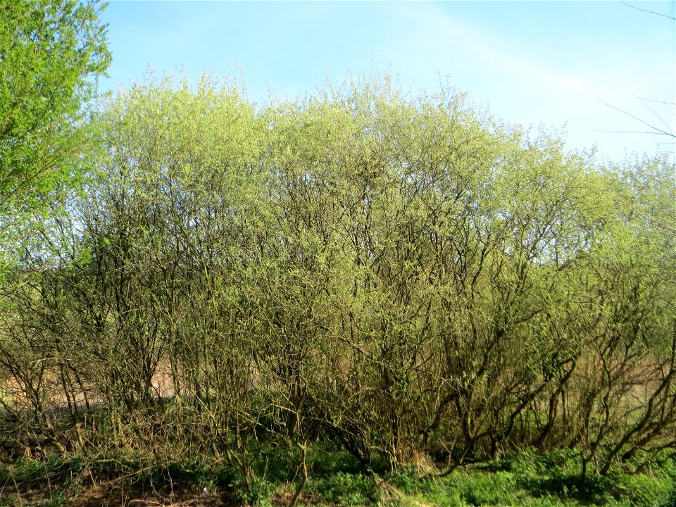 Asch-Weide (Salix cinerea) im Landschaftsschutzgebiet „Tabakmühlental - Oberster Weiher“ im Almet in Sankt Arnual - charakteristisch ist der kuppelförmige Wuchs