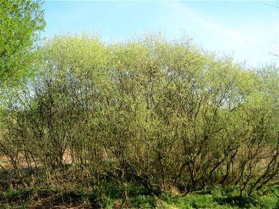 Asch-Weide (Salix cinerea) im Landschaftsschutzgebiet „Tabakmühlental - Oberster Weiher“ im Almet in Sankt Arnual - charakteristisch ist der kuppelförmige Wuchs