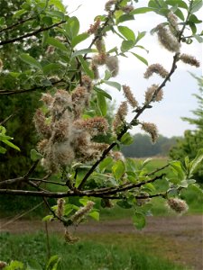 Verblühte Kätzchen der Asch-Weide (Salix cinerea) im Naturschutzgebiet „Bachwiesen/Leopoldswiesen“ im Hockenheimer Rheinbogen - an diesem Standort gibt es auf engstem Raum vier verschiedene Weiden-Art