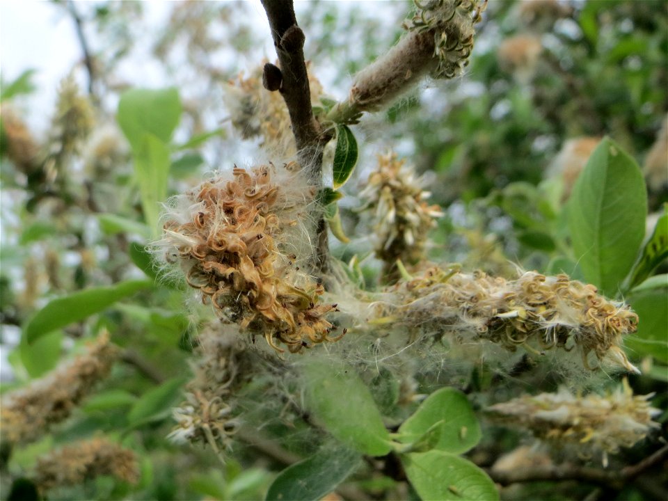Verblühte Kätzchen der Asch-Weide (Salix cinerea) im Naturschutzgebiet „Bachwiesen/Leopoldswiesen“ im Hockenheimer Rheinbogen - an diesem Standort gibt es auf engstem Raum vier verschiedene Weiden-Art