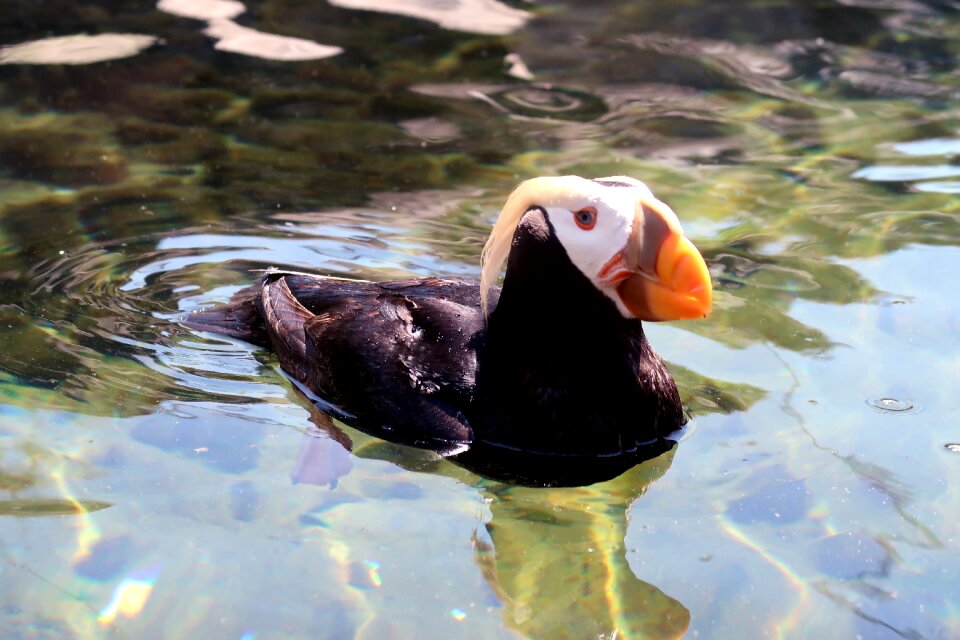 Poultry antarctica bird