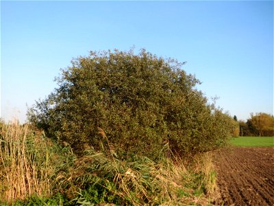 Asch- oder Grau-Weide (Salix cinerea) im Naturschutzgebiet „Bachwiesen/Leopoldswiesen“ im Hockenheimer Rheinbogen - charakteristisch ist die Kuppelform und die gräulichen Äste und Knospen