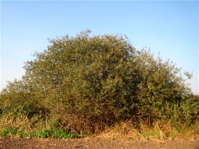 Asch- oder Grau-Weide (Salix cinerea) im Naturschutzgebiet „Bachwiesen/Leopoldswiesen“ im Hockenheimer Rheinbogen - charakteristisch ist die Kuppelform und die gräulichen Äste und Knospen