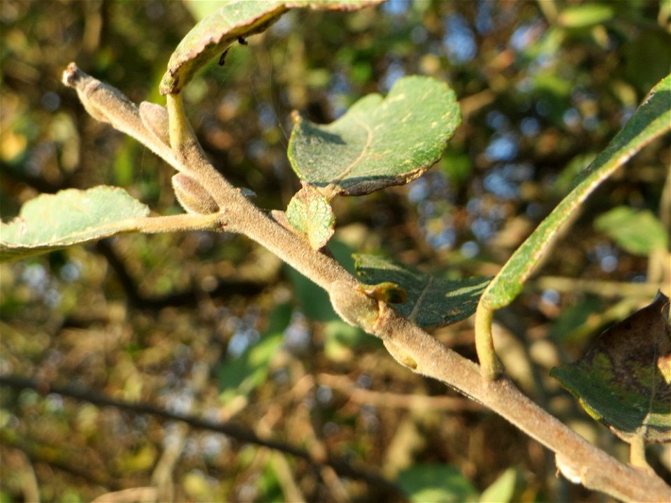 Asch- oder Grau-Weide (Salix cinerea) im Naturschutzgebiet „Bachwiesen/Leopoldswiesen“ im Hockenheimer Rheinbogen - charakteristisch ist die Kuppelform und die gräulichen Äste und Knospen