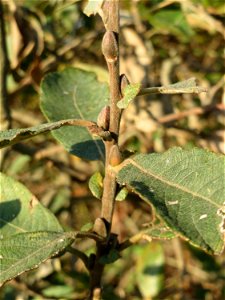 Asch- oder Grau-Weide (Salix cinerea) im Naturschutzgebiet „Bachwiesen/Leopoldswiesen“ im Hockenheimer Rheinbogen - charakteristisch ist die Kuppelform und die gräulichen Äste und Knospen