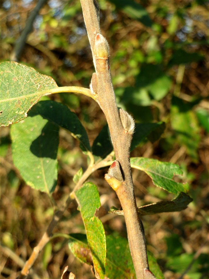 Asch- oder Grau-Weide (Salix cinerea) im Naturschutzgebiet „Bachwiesen/Leopoldswiesen“ im Hockenheimer Rheinbogen - charakteristisch ist die Kuppelform und die gräulichen Äste und Knospen