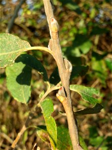 Asch- oder Grau-Weide (Salix cinerea) im Naturschutzgebiet „Bachwiesen/Leopoldswiesen“ im Hockenheimer Rheinbogen - charakteristisch ist die Kuppelform und die gräulichen Äste und Knospen