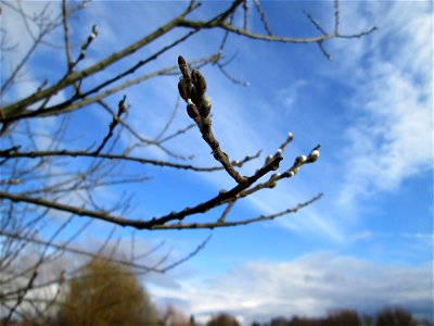 Asch-Weide (Salix cinerea) im Hockenheimer Rheinbogen
