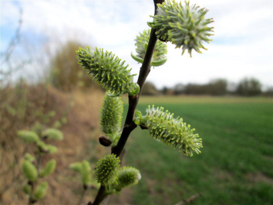 Blühende Asch-Weide (Salix cinerea) im „Naturschutzgebiet Bachwiesen/Leopoldswiesen“ im Hockenheimer Rheinbogen - an diesem Standort finden sich mehrere Weiden-Arten, Die Aschweide wächst kuppelförmig