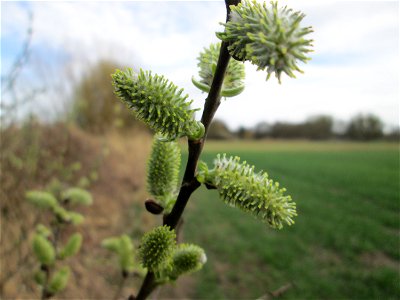 Blühende Asch-Weide (Salix cinerea) im „Naturschutzgebiet Bachwiesen/Leopoldswiesen“ im Hockenheimer Rheinbogen - an diesem Standort finden sich mehrere Weiden-Arten, Die Aschweide wächst kuppelförmig