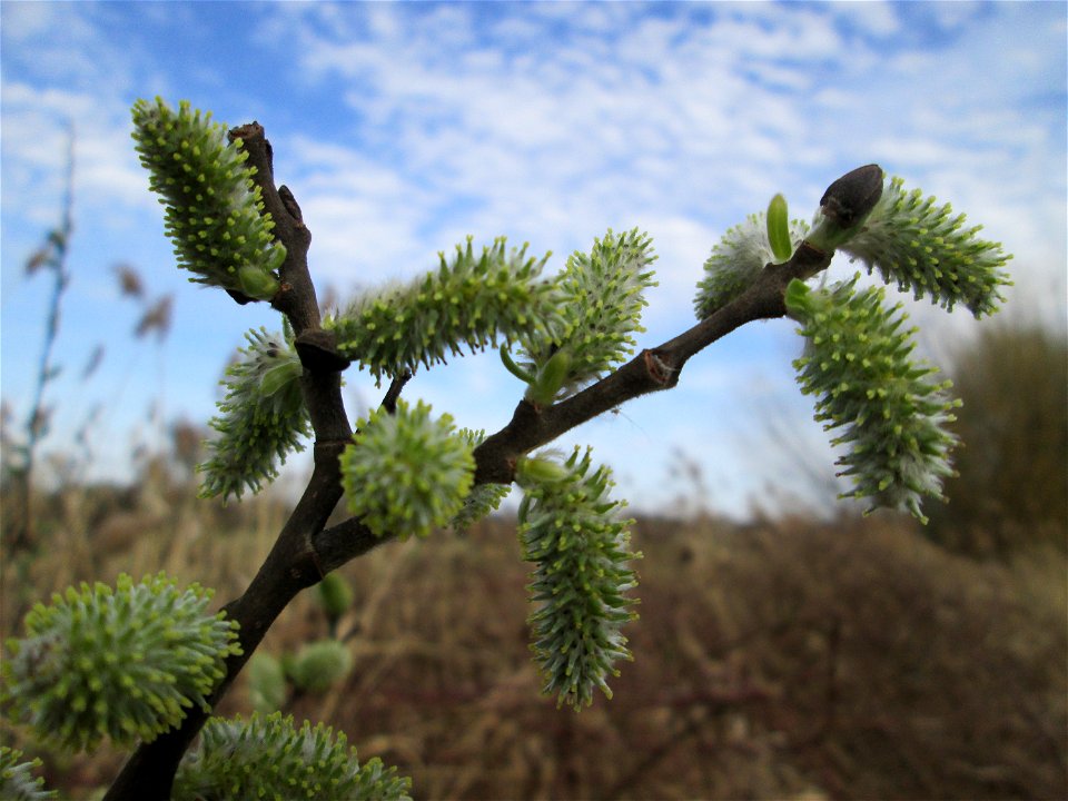 Blühende Asch-Weide (Salix cinerea) im „Naturschutzgebiet Bachwiesen/Leopoldswiesen“ im Hockenheimer Rheinbogen - an diesem Standort finden sich mehrere Weiden-Arten, Die Aschweide wächst kuppelförmig