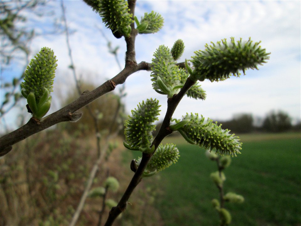 Blühende Asch-Weide (Salix cinerea) im „Naturschutzgebiet Bachwiesen/Leopoldswiesen“ im Hockenheimer Rheinbogen - an diesem Standort finden sich mehrere Weiden-Arten, Die Aschweide wächst kuppelförmig