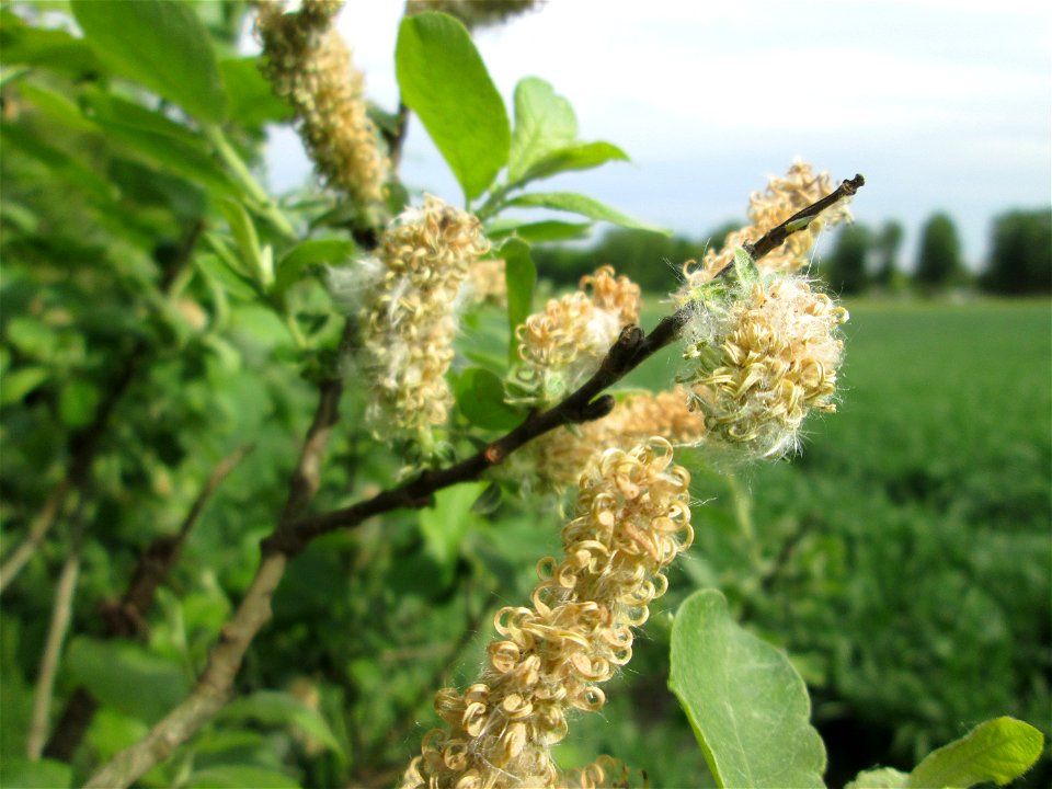 Verblühte Kätzchen der Asch-Weide (Salix cinerea) im Naturschutzgebiet „Bachwiesen/Leopoldswiesen“ im Hockenheimer Rheinbogen