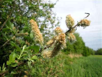Verblühte Kätzchen der Asch-Weide (Salix cinerea) im Naturschutzgebiet „Bachwiesen/Leopoldswiesen“ im Hockenheimer Rheinbogen