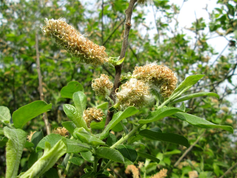 Verblühte Kätzchen der Asch-Weide (Salix cinerea) im Naturschutzgebiet „Bachwiesen/Leopoldswiesen“ im Hockenheimer Rheinbogen