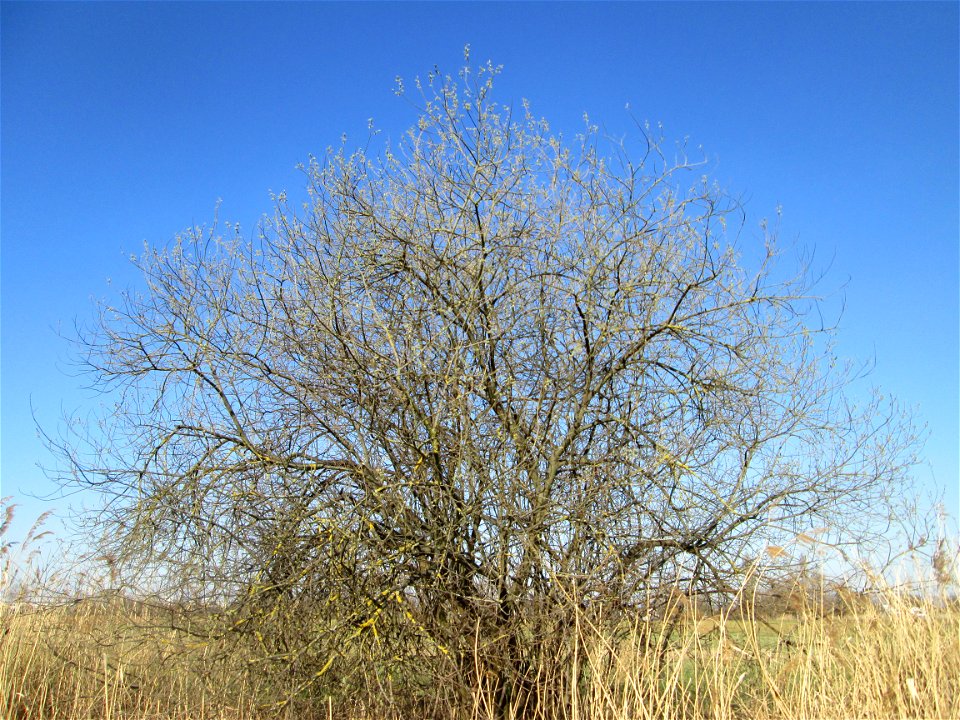 Asch-Weide (Salix cinerea) im Naturschutzgebiet „Bachwiesen/Leopoldswiesen“ im Hockenheimer Rheinbogen - charakteristisch ist der kuppelförmige Wuchs
