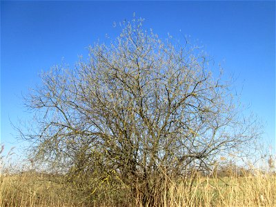 Asch-Weide (Salix cinerea) im Naturschutzgebiet „Bachwiesen/Leopoldswiesen“ im Hockenheimer Rheinbogen - charakteristisch ist der kuppelförmige Wuchs