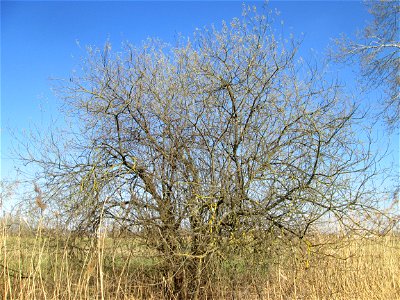 Asch-Weide (Salix cinerea) im Naturschutzgebiet „Bachwiesen/Leopoldswiesen“ im Hockenheimer Rheinbogen - charakteristisch ist der kuppelförmige Wuchs