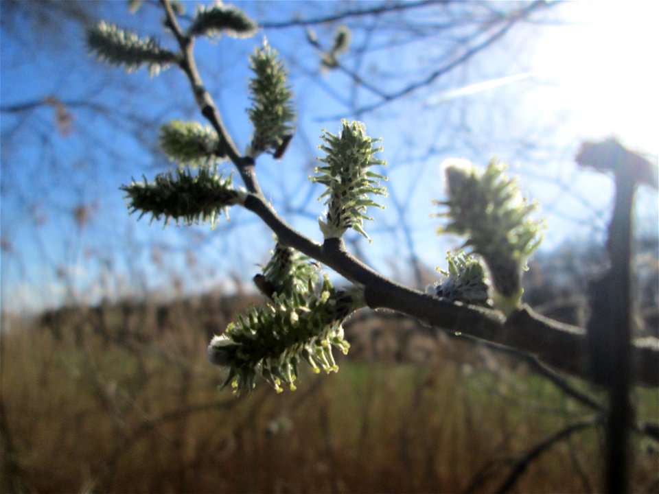 Kätzchen der Asch-Weide (Salix cinerea) im Naturschutzgebiet „Bachwiesen/Leopoldswiesen“ im Hockenheimer Rheinbogen - sind auch im blühenden Zustand grün