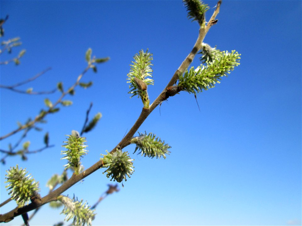 Kätzchen der Asch-Weide (Salix cinerea) im Naturschutzgebiet „Bachwiesen/Leopoldswiesen“ im Hockenheimer Rheinbogen - sind auch blühend grün