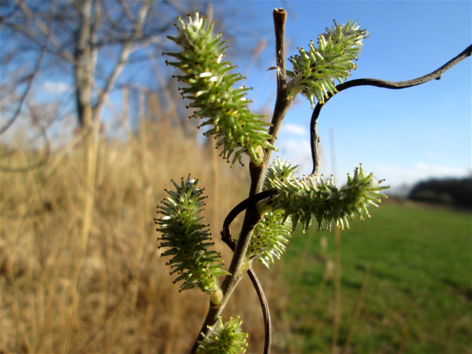 Kätzchen der Asch-Weide (Salix cinerea) im Naturschutzgebiet „Bachwiesen/Leopoldswiesen“ im Hockenheimer Rheinbogen - sind auch blühend grün