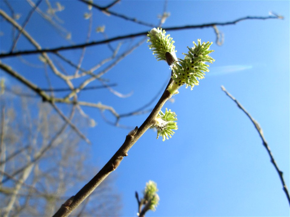 Kätzchen der Asch-Weide (Salix cinerea) im Naturschutzgebiet „Bachwiesen/Leopoldswiesen“ im Hockenheimer Rheinbogen - sind auch blühend grün