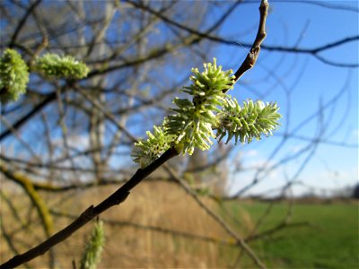 Kätzchen der Asch-Weide (Salix cinerea) im Naturschutzgebiet „Bachwiesen/Leopoldswiesen“ im Hockenheimer Rheinbogen - sind auch blühend grün