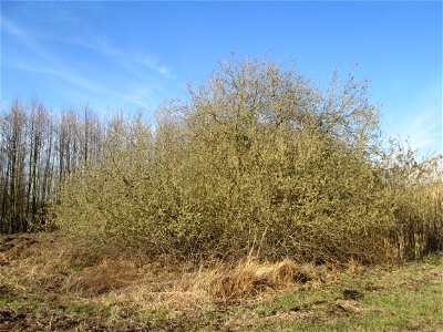 Asch-Weide (Salix cinerea) in den Horststückern im Hockenheimer Rheinbogen