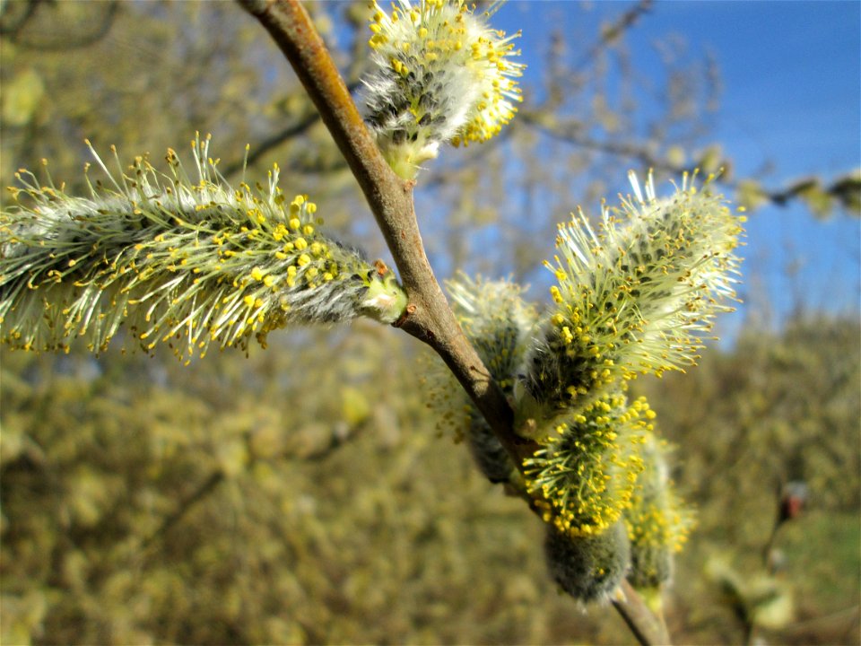 Asch-Weide (Salix cinerea) in den Horststückern im Hockenheimer Rheinbogen