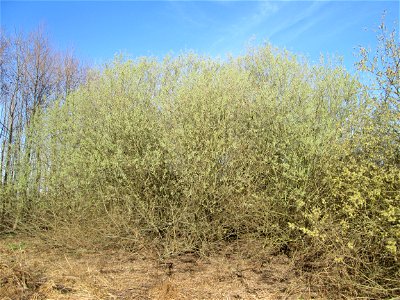 Asch-Weide (Salix cinerea) in charakteristischer Kuppelform in den Horststückern im Hockenheimer Rheinbogen