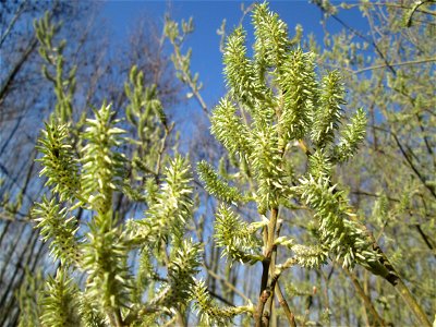 Asch-Weide (Salix cinerea) in den Horststückern im Hockenheimer Rheinbogen