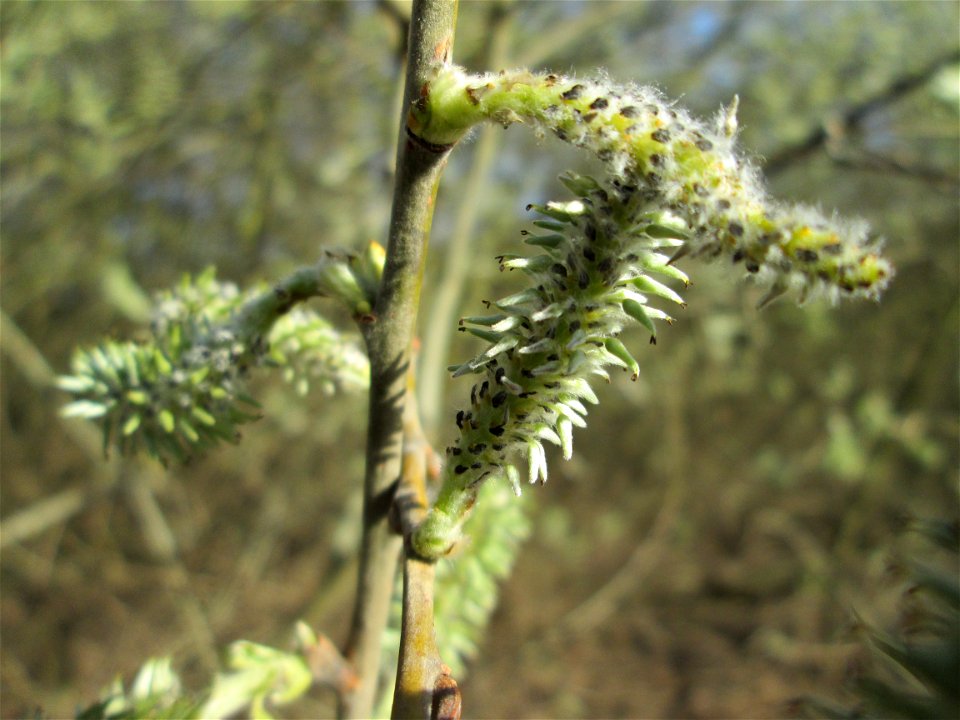 Asch-Weide (Salix cinerea) in den Horststückern im Hockenheimer Rheinbogen