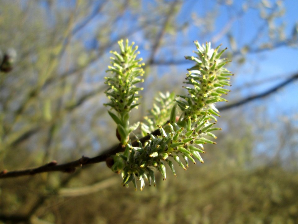 Asch-Weide (Salix cinerea) in den Horststückern im Hockenheimer Rheinbogen