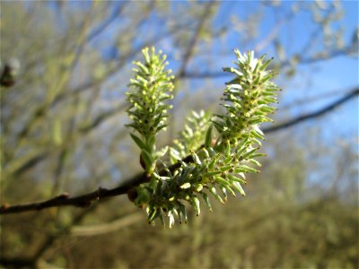 Asch-Weide (Salix cinerea) in den Horststückern im Hockenheimer Rheinbogen
