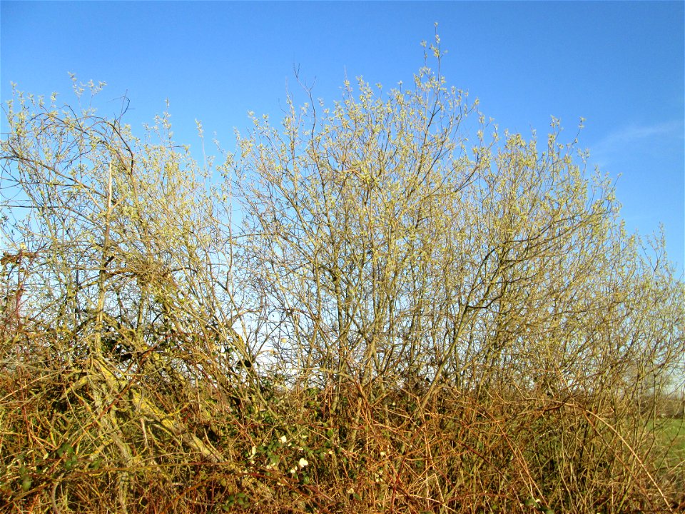 Asch-Weide (Salix cinerea) im Hockenheimer Rheinbogen