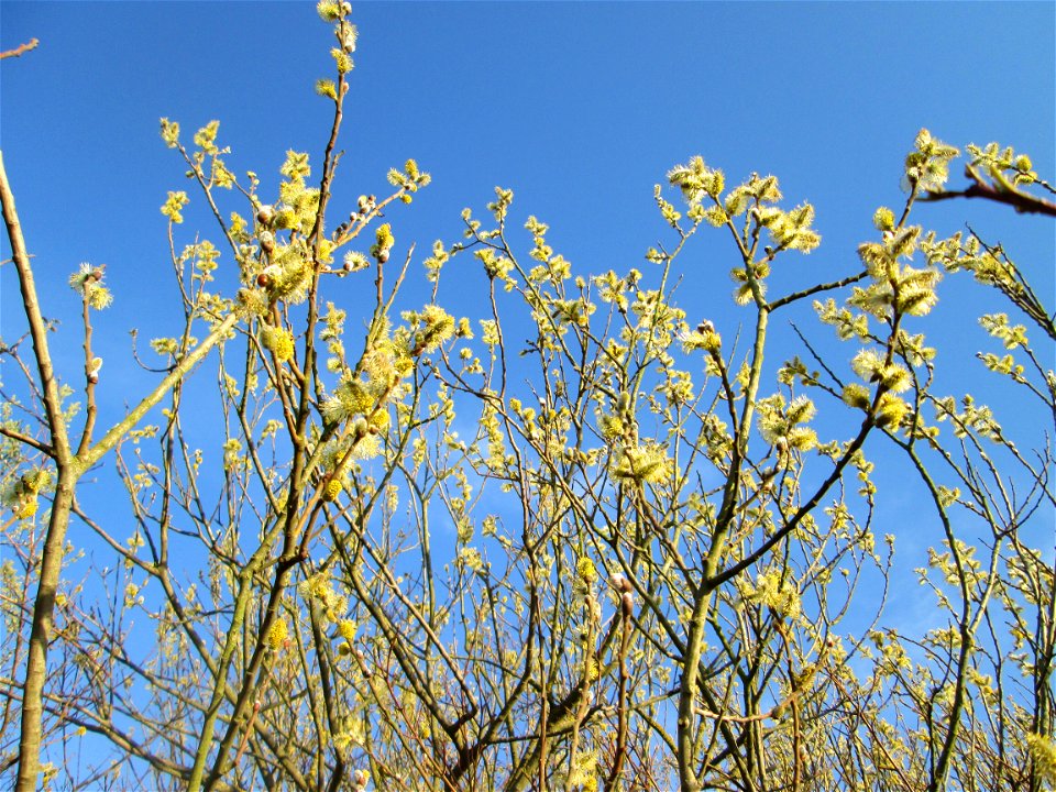Blühende Asch-Weide (Salix cinerea) im Hockenheimer Rheinbogen