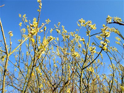 Blühende Asch-Weide (Salix cinerea) im Hockenheimer Rheinbogen