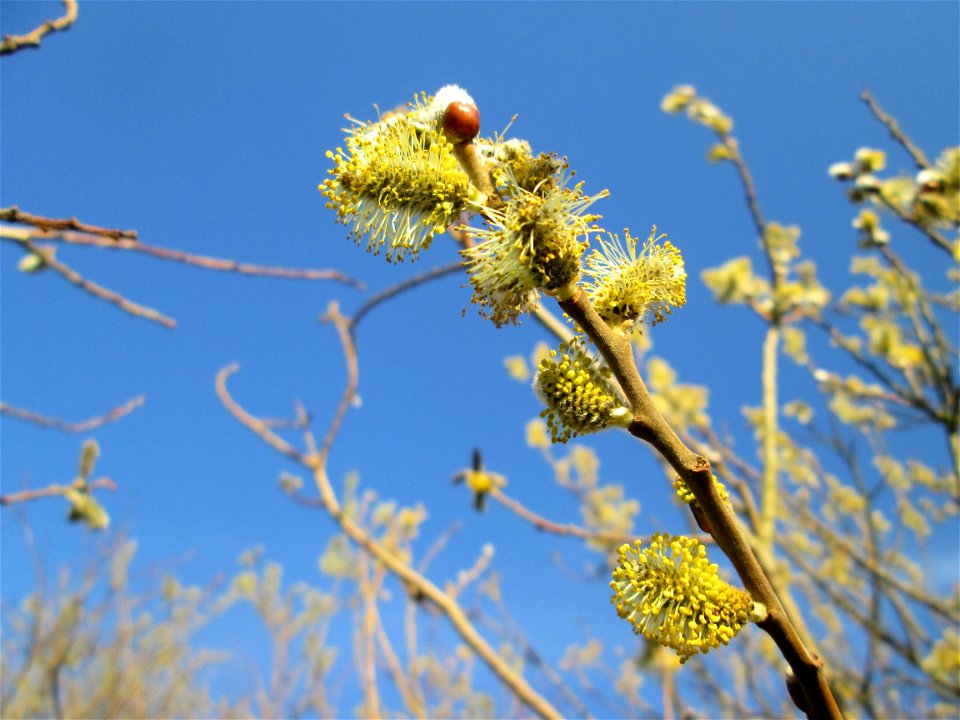 Blühende Asch-Weide (Salix cinerea) im Hockenheimer Rheinbogen