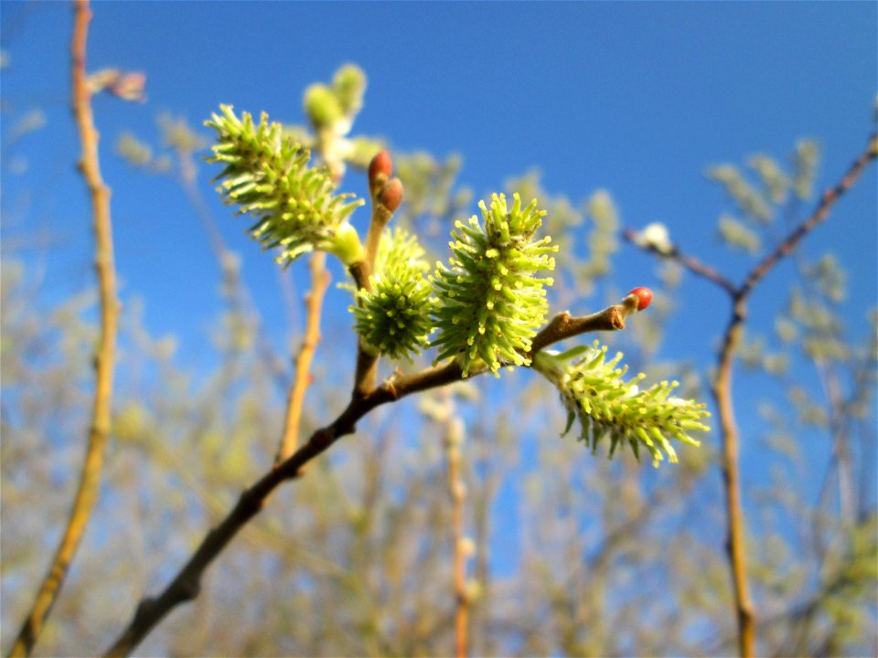 Blühende Asch-Weide (Salix cinerea) im Hockenheimer Rheinbogen