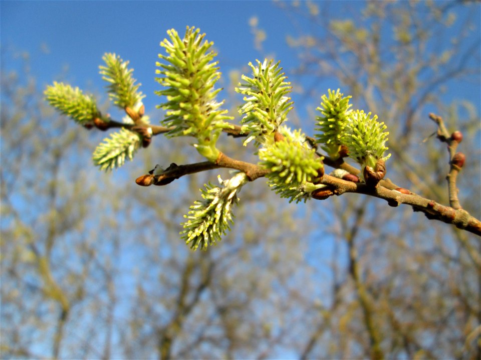 Blühende Asch-Weide (Salix cinerea) im Hockenheimer Rheinbogen