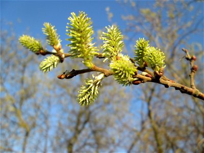 Blühende Asch-Weide (Salix cinerea) im Hockenheimer Rheinbogen