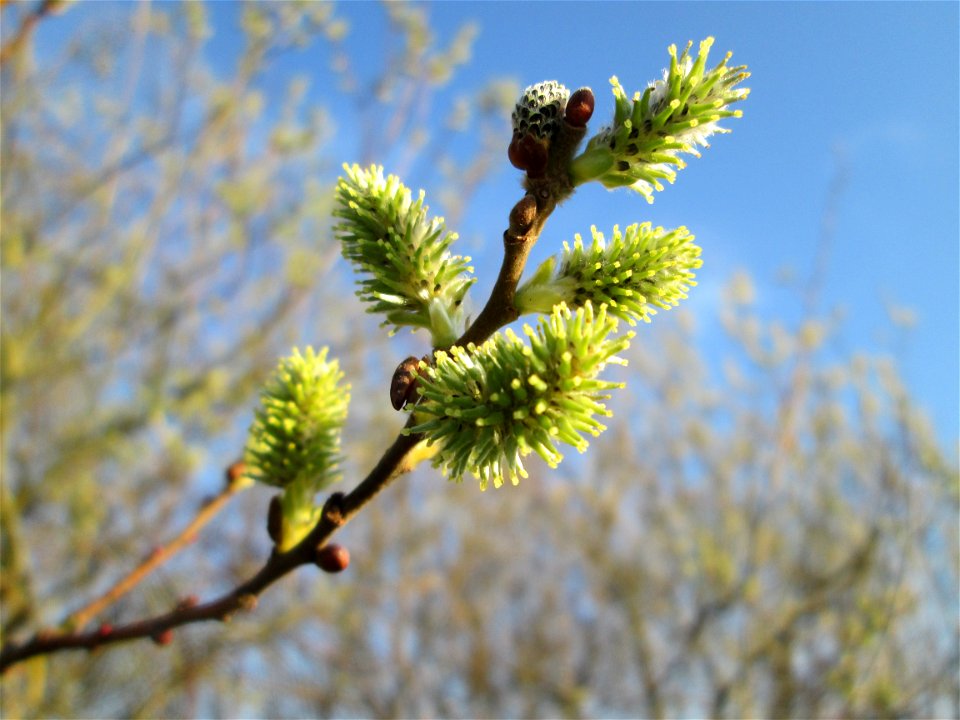 Blühende Asch-Weide (Salix cinerea) im Hockenheimer Rheinbogen