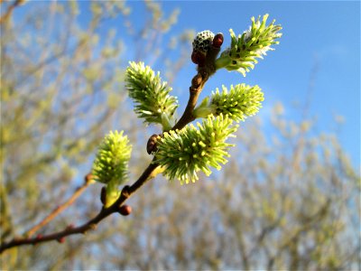 Blühende Asch-Weide (Salix cinerea) im Hockenheimer Rheinbogen