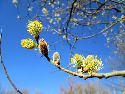 Blühende Asch-Weide (Salix cinerea) im Naturschutzgebiet "St. Arnualer Wiesen"