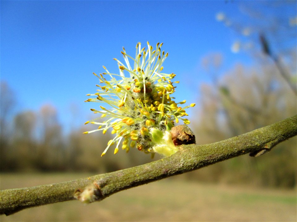 Blühende Asch-Weide (Salix cinerea) im Naturschutzgebiet "St. Arnualer Wiesen"