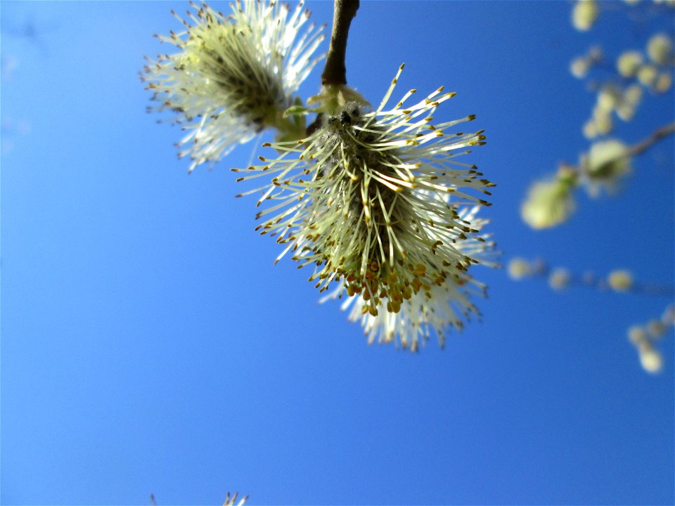Blühende Asch-Weide (Salix cinerea) im Naturschutzgebiet "St. Arnualer Wiesen" - die Äste sind im Unterschied zur Sal-Weide gräulich und behaart