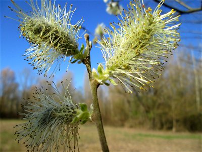 Blühende Asch-Weide (Salix cinerea) im Naturschutzgebiet "St. Arnualer Wiesen" - die Äste sind im Unterschied zur Sal-Weide grünlich-gräulich und behaart