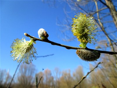 Blühende Asch-Weide (Salix cinerea) im Naturschutzgebiet "St. Arnualer Wiesen" - die Äste sind im Unterschied zur Sal-Weide grünlich-gräulich und behaart